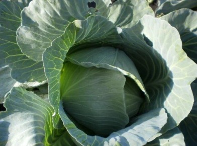 ������ ������� ��������: �������� ������������ �� ��������