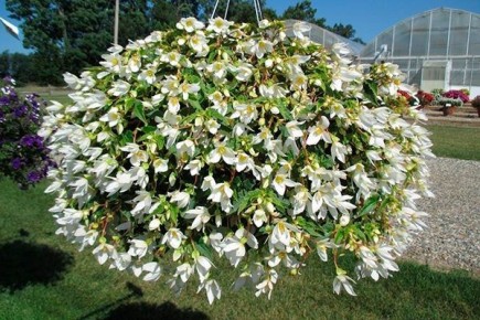 Ампельная бегония: всё о популярных сортах и секретах ухода