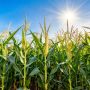 Кукуруза на даче: как вырастить сладкие початки с минимальными усилиями