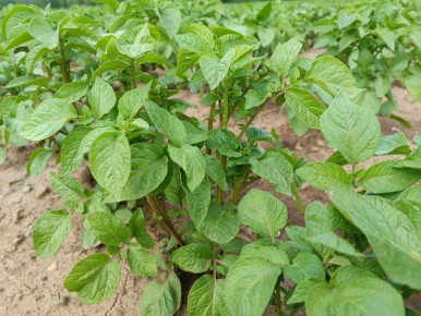 ����������� ����������: ������ ��������� ����� ������������ ��������