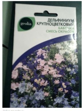 Дельфиниум «Бабочка»: Как вырастить и чем удивит новый цветок