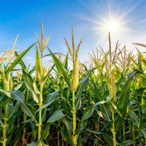 Кукуруза на даче: как вырастить сладкие початки с минимальными усилиями