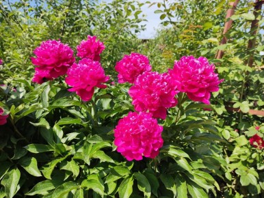 Цветущий сад в начале июня: от роз к помидорам