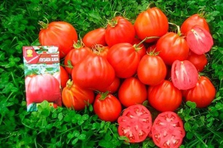 Томат Пузата Хата: Как вырастить вкусные плоды и получить щедрые урожаи