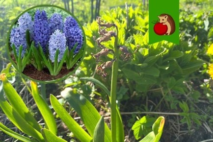 ��� ������������ � ��������� ����� ��������: ������ ��� ��������� �������� � �������