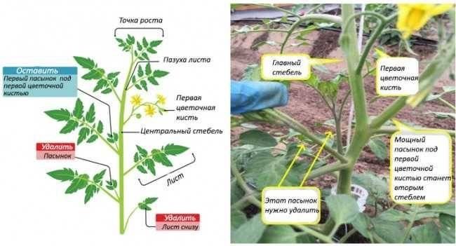 ������������ �������: ��������� ��� ��������� ������