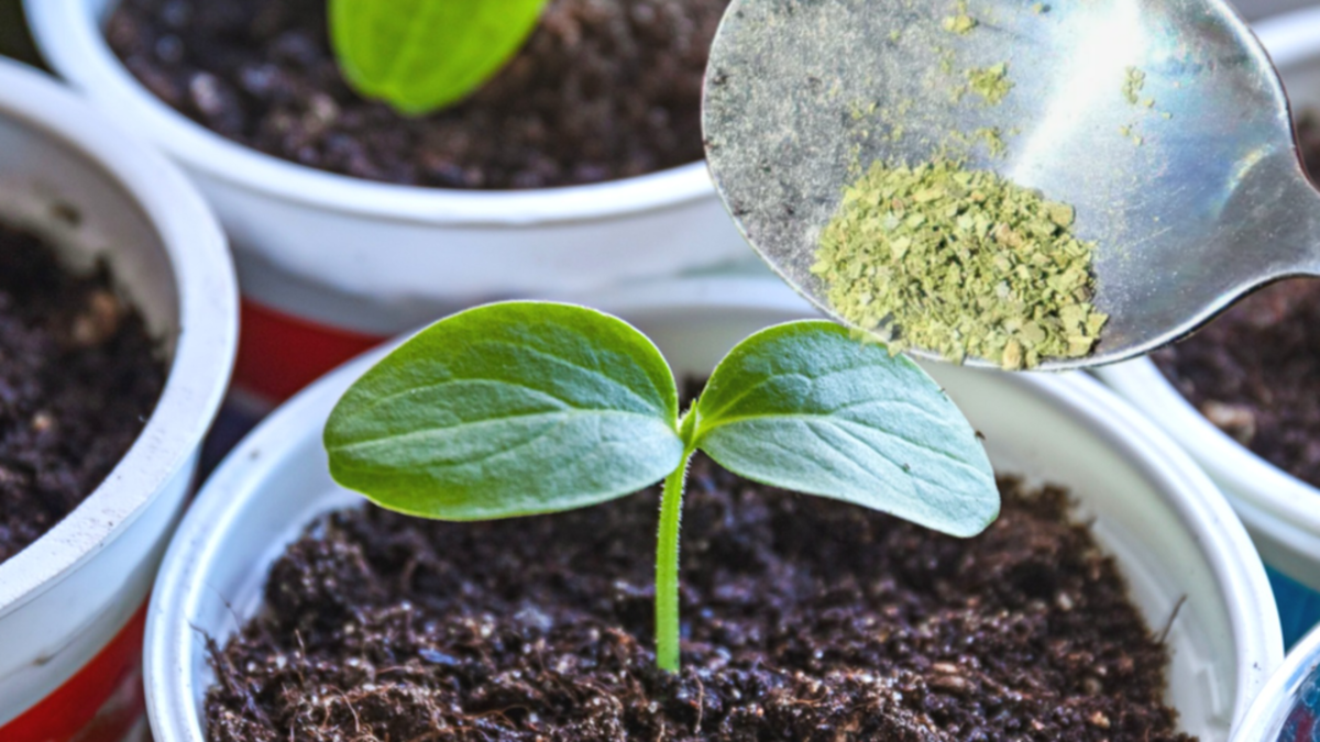 Тайный способ, который укрепит вашу рассаду без подкормок