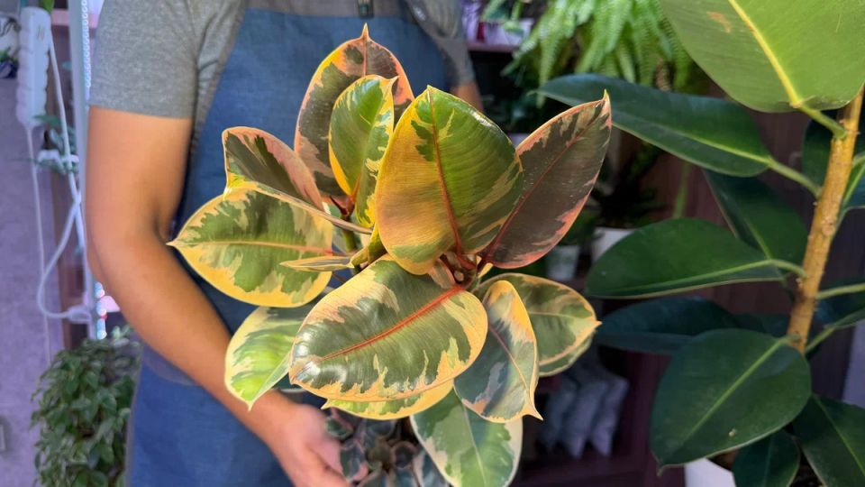 �������� ��� ������ �������: ��� ������ ��� ������� �������