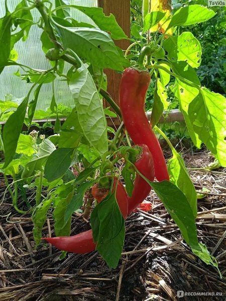 ����� ������� �������: ��������� ���� ��� ������ �������