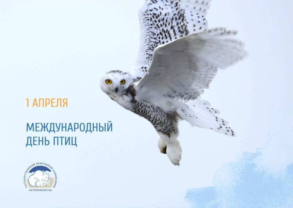 Вчера, оказывается, отмечали Международный день птиц (это мы у орнитологов заповедника «Остров Врангеля» подсмотрели)