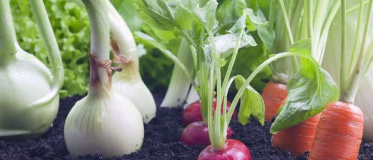 Овощи для зимней посадки: что стоит посеять осенью