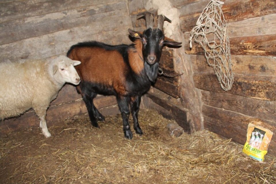 ��������� ��� ���� � ���: ������� ����������� ����������