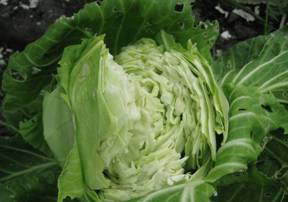 ��� ��������� ����� ������� ������: ������� �� ������� �����������