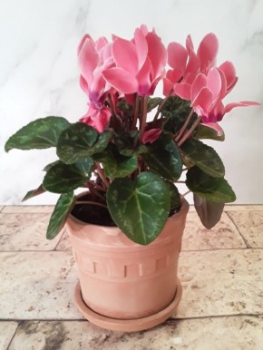 Цикламен, который не сдается: как весна вдохнула жизнь в растущий цветок