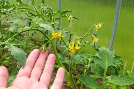 ������ ������: ��� ����� ������� �� ������� � ����