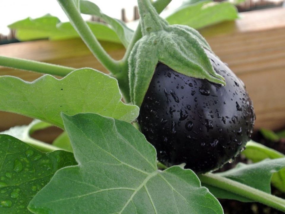 ��������� ������: ��� ����������� ������� ������� ���������� ���������