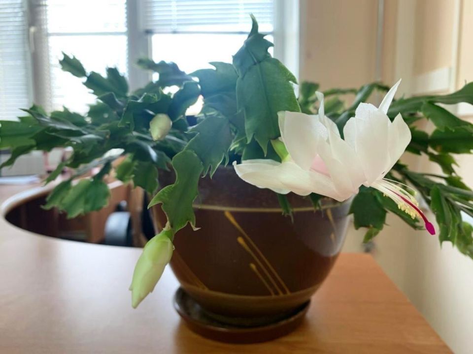 ���� �� �����������: �� ������ �� ��������