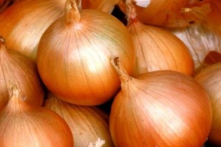 Лук Борец: простая находка для урожайного участка