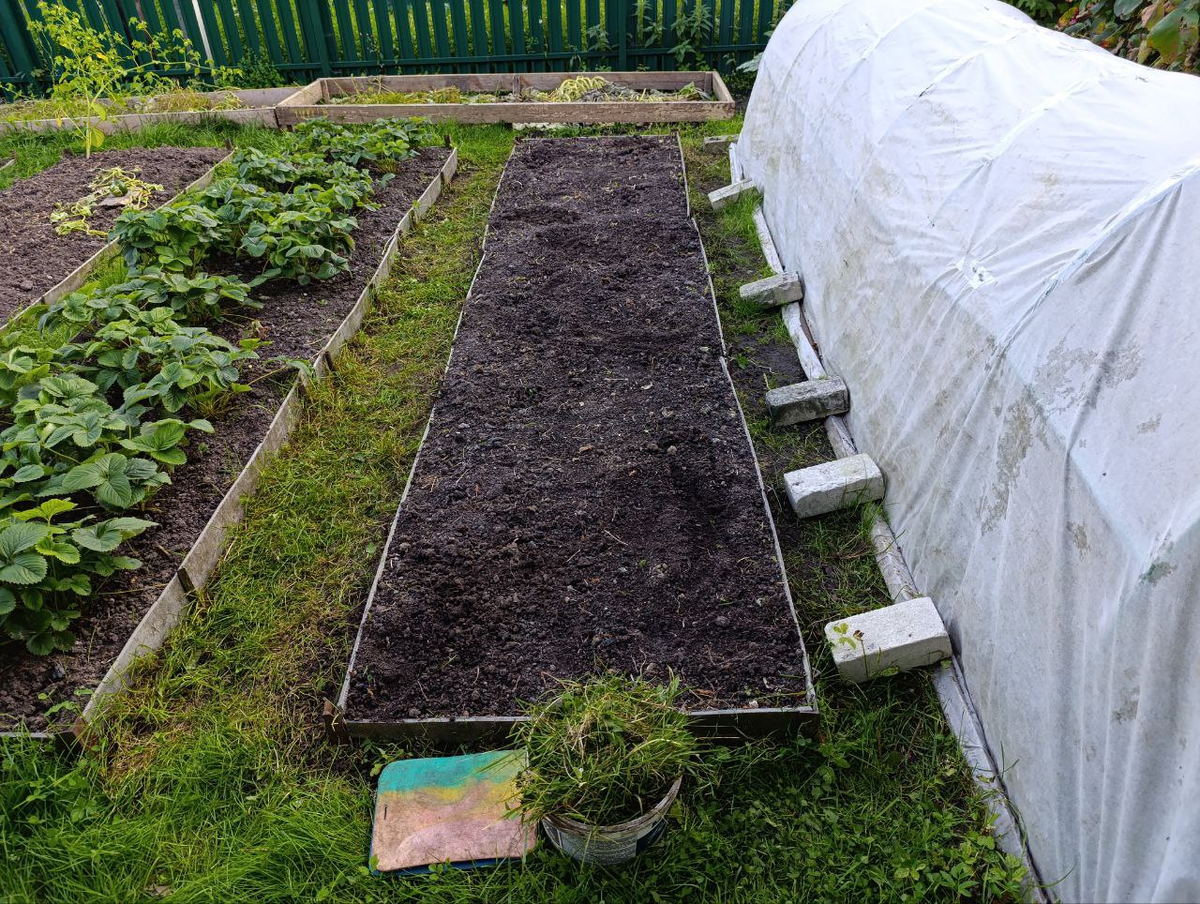 Секреты успешного посева горчицы: как защитить семена от пернатых хищников