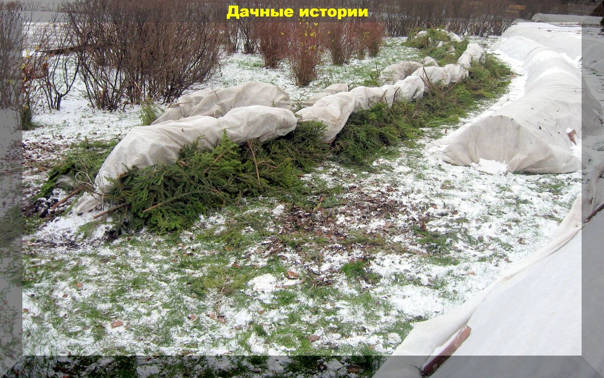 Как укрыть розы на зиму: секреты успешного зимнего хранения