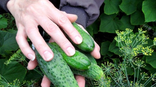 Секреты успешного огородничества: высокоурожайные сорта огурцов для открытых грядок