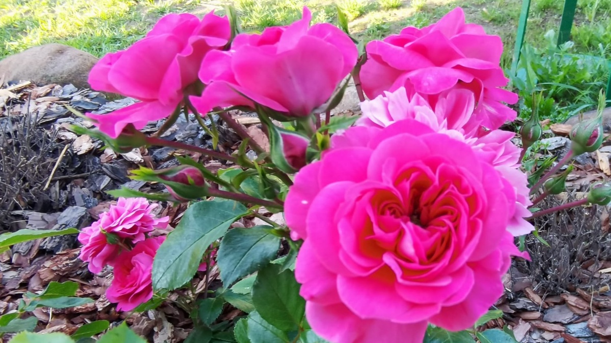 Как дедовский метод полива помогает розам пережить летнюю жару