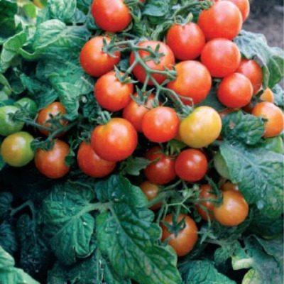 Томат Оконный на подоконнике: компактный герой домашнего огорода