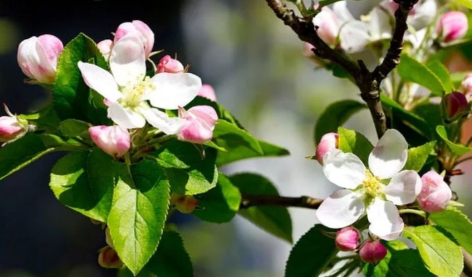 �������� ������� �������: ��� ����� � ����� �������� �� ������ � ���� ������