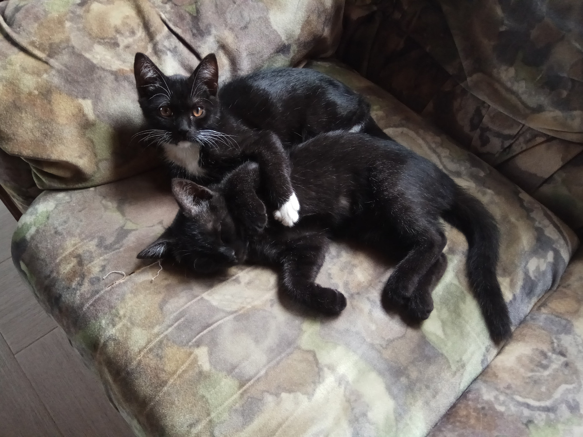 Как не потерять рассаду из-за любознательных котов: полезные советы