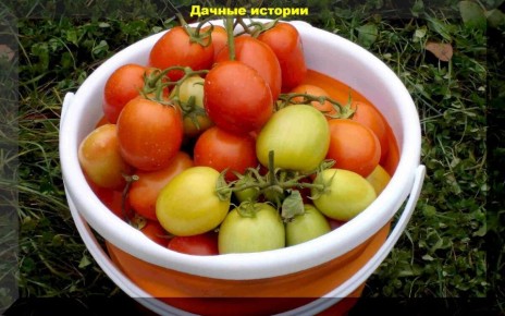 Сентябрьские стратегии для успешного урожая томатов