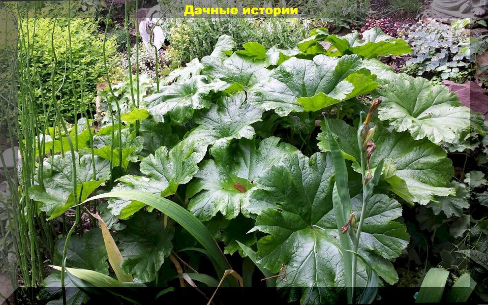 �������� ��� ����: ��������� ������������ ������