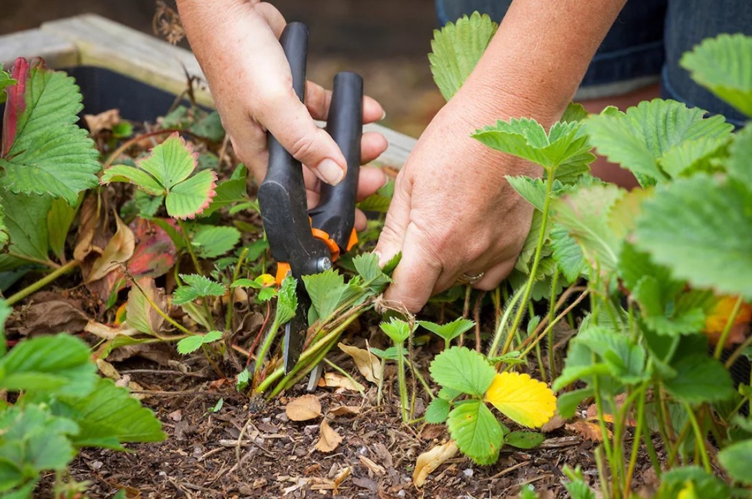Забота о клубнике осенью: главный шаг к богатому урожаю весной
