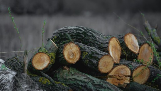 Неожиданная уголовка: как попытка заготовить дрова закончилась колонией строгого режима