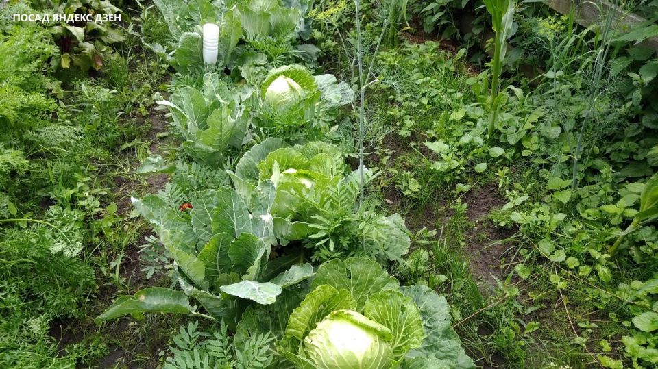 ��� ��������� ��������� ������� �������: ������� �� ������� �������