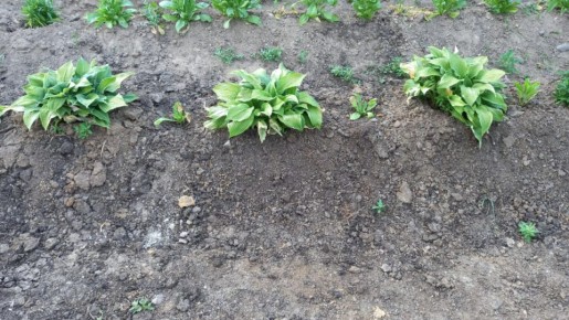 Как успешно делить хосты весной: секреты опытных садоводов