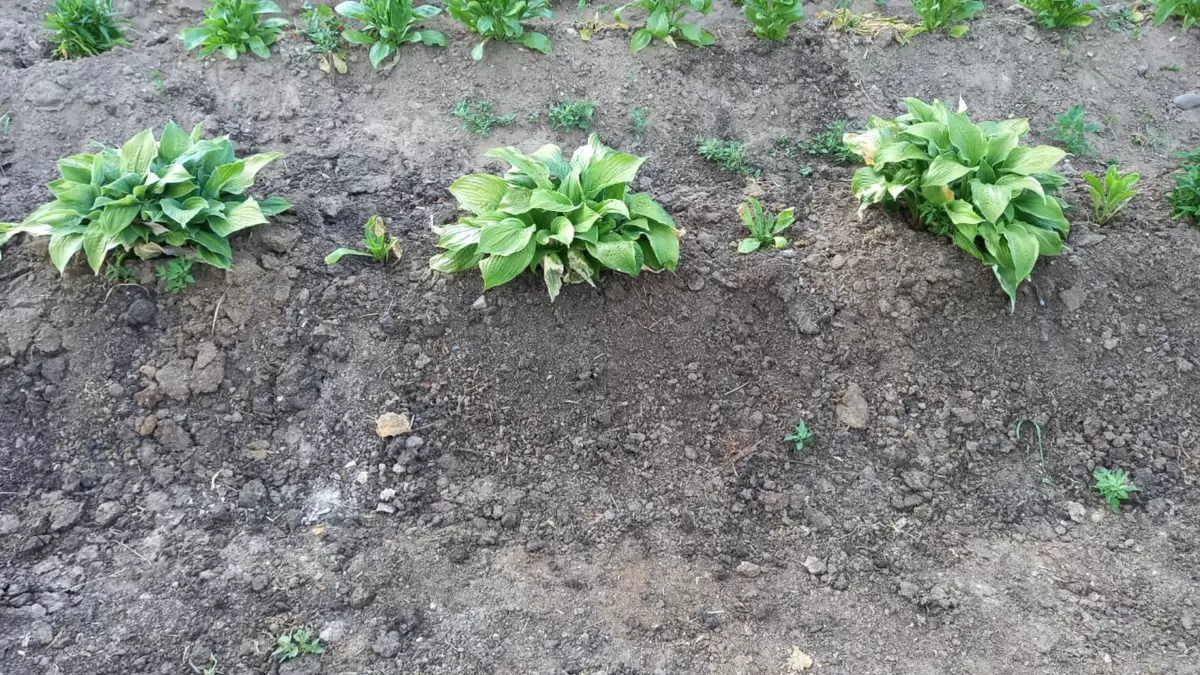 Как успешно делить хосты весной: секреты опытных садоводов