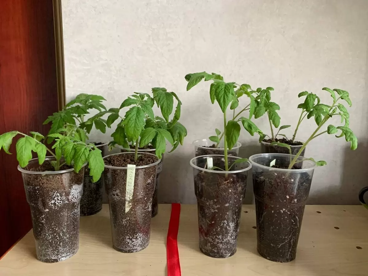 Неожиданные итоги эксперимента с томатами: маленький стакан – большие перспективы