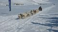 На Чукотке завершилась захватывающая гонка на собачьих упряжках «Надежда – 2026»