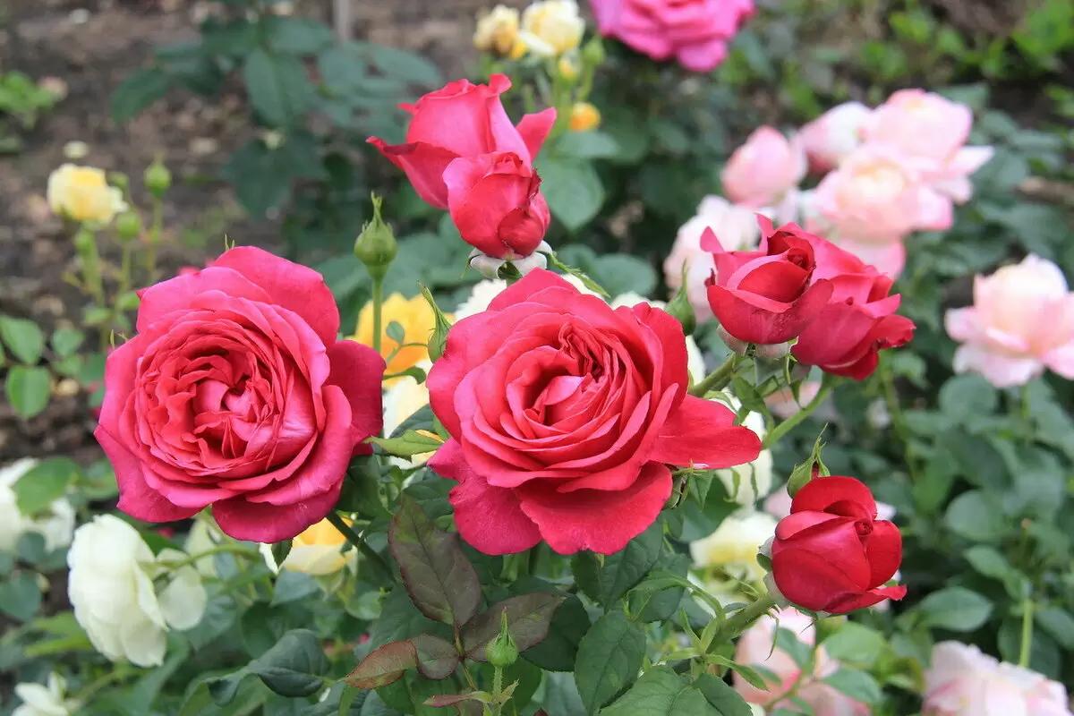 Чайно-гибридные или флорибунда: как выбрать идеальные розы для вашего сада