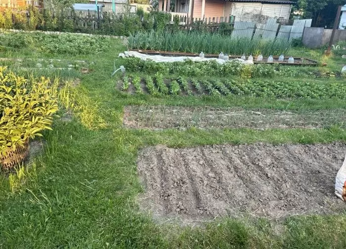 Август и его секреты: как продлить сезон урожая в саду и огороде