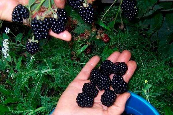 ������� �������: ��������� ����� ��� ������ ����