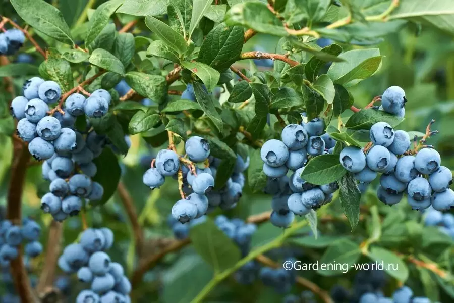 Как вырастить голубику: ключевые моменты для успешного ухода за ягодами