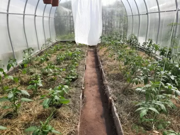 Мульчирование: полезный прием или лишняя затея в вашем саду?