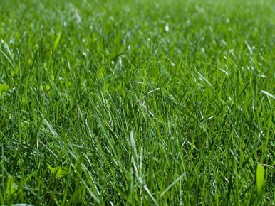 ��� ������������ ��������� �����: ���������� ������ � ������������