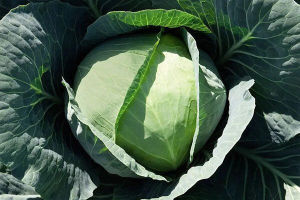 ������� �������� ������: ������� ��������� ����������� � �����