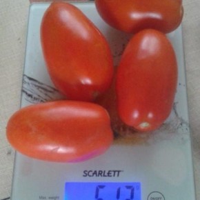 Томат Хайпил 108: надежный выбор для огородников по всей России