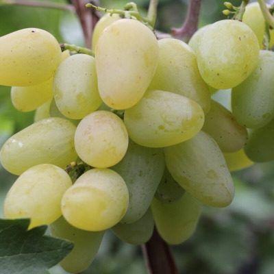 �������� �������: ������ ����, ������������� �������� � ����������