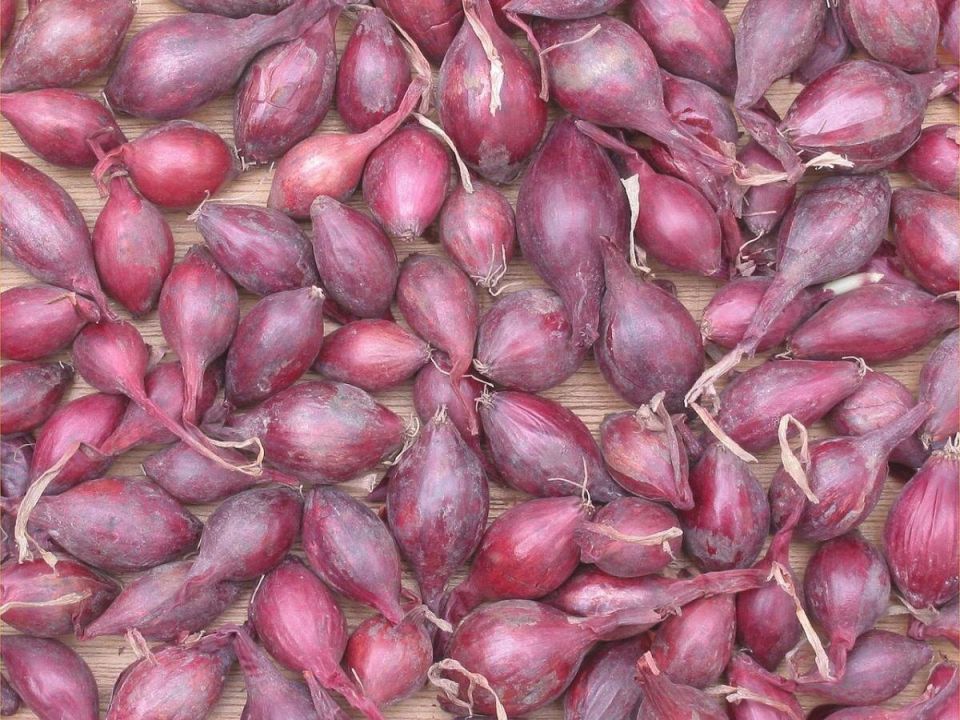 ��� ����������� ���-�����: ������� ������ ��� ��������