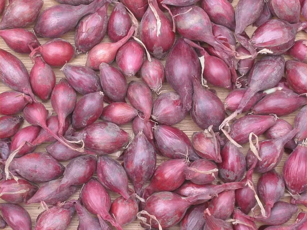 Как подготовить лук-севок: секреты успеха для дачников