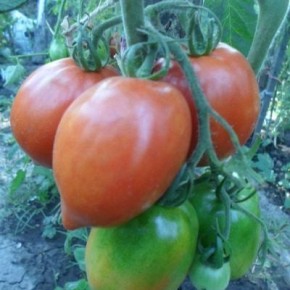 ������ �����: ����� ������������� ����� ��� ������ ����